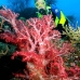 coral_soft_res_v_0705_png0009.jpg
